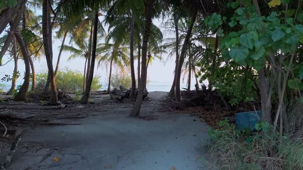Aerial view of palm trees on sandy beach Maldives. Aerial view of palm trees on sandy beach Maldives.