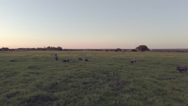 Aerial view of pigs grazing in a green field Portugal. Aerial view of pigs grazing in a green field Portugal.