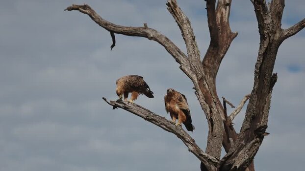 View of eagles perched on a dead tree South Africa.