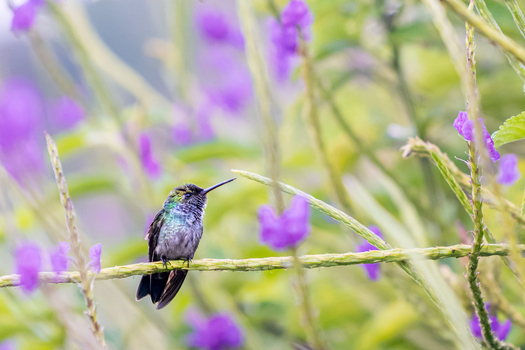 View of a small hummingbird perched on a thin green stem surrounded by vibrant purple flowers in Antioquia Colombia.