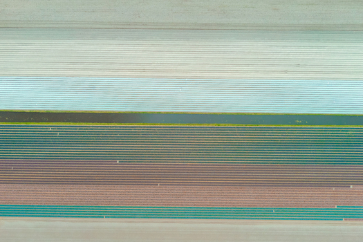 Aerial view of vibrant multi colored agricultural fields arranged in long parallel rows separated by narrow irrigation ditches in the Netherlands.