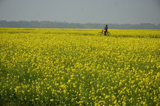 View of a person riding a bicycle through a vast field of vibrant yellow mustard flowers in Kushtia District Khulna Division Bangladesh. View of a person riding a bicycle through a vast field of vibrant yellow mustard flowers in Kushtia District Khulna Division Bangladesh.