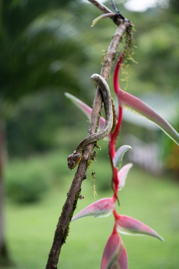 View of a snake coiled around a mossy branch next to a vibrant pink heliconia flower in a lush tropical forest Costa Rica.