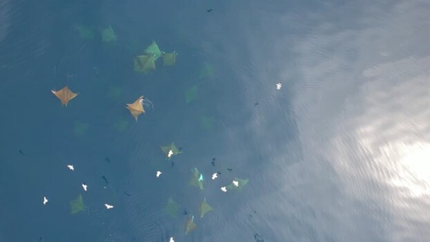 Aerial view of stingrays in Los Roques archipelago Venezuela.