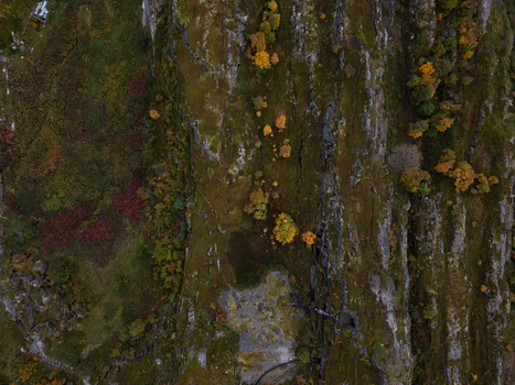 Aerial view of a steep rocky cliff face covered in moss and vibrant autumn trees with yellow and orange foliage in Henningsvaer Nordland Norway.