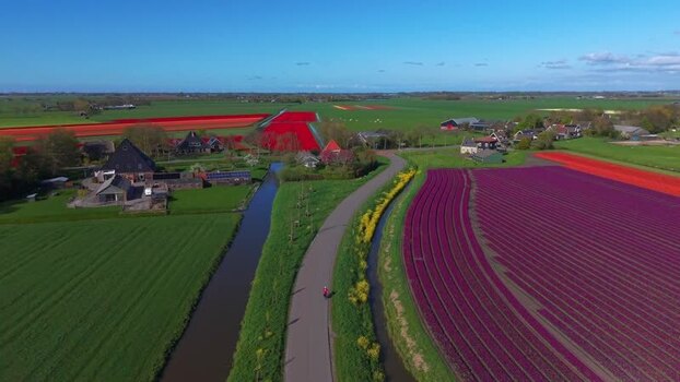 Aerial view of vibrant tulip fields and farmhouses Netherlands. Aerial view of vibrant tulip fields and farmhouses Netherlands.
