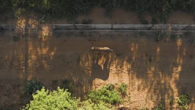 Aerial view of a cheetah walking on a dirt path in South Africa.