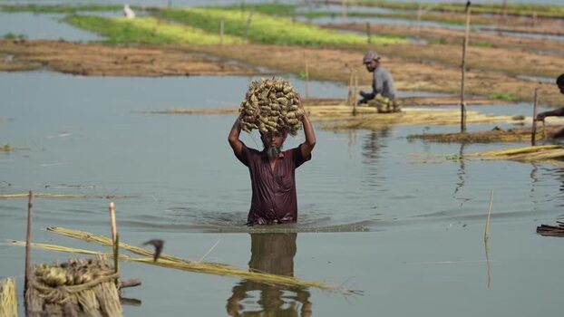 View of a farmer carrying jute bundles in water Bangladesh.