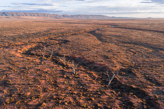 Aerial view of the arid outback landscape featuring a line of dead trees along a dry creek bed with distant mountains in Flinders Ranges South Australia Australia.