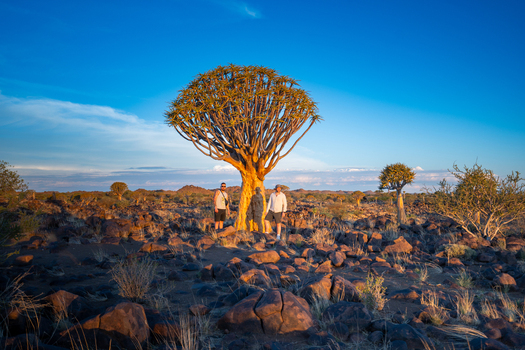 Aussenkehr Namibia 06 March 2026 View of three figures standing beneath a quiver tree bathed in the warm glow of the setting sun amid a landscape of dark rocks and sparse vegetation. Aussenkehr Namibia 06 March 2026 View of three figures standing beneath a quiver tree bathed in the warm glow of the setting sun amid a landscape of dark rocks and sparse vegetation.