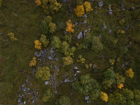 Aerial view of autumn trees with yellow foliage scattered among grey rocks and green vegetation in Leknes Nordland Norway. Aerial view of autumn trees with yellow foliage scattered among grey rocks and green vegetation in Leknes Nordland Norway.