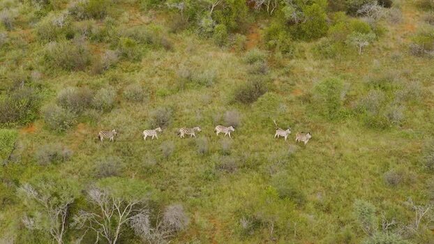 Aerial view of zebras walking in the savanna South Africa.