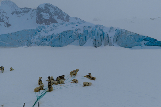 Aerial view of sled dogs resting on a snowy field in front of a massive blue glacier and rugged mountains in Tasiilaq Sermersooq Municipali Greenland. Aerial view of sled dogs resting on a snowy field in front of a massive blue glacier and rugged mountains in Tasiilaq Sermersooq Municipali Greenland.