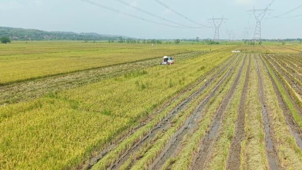 Aerial view of a harvester in a rice field Indonesia.