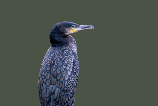 View of a great cormorant with dark iridescent feathers and a sharp hooked beak against a plain background in Selestat Grand Est France.