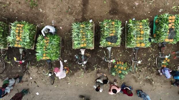 Aerial view of pineapples loaded on bicycles with workers Bangladesh.