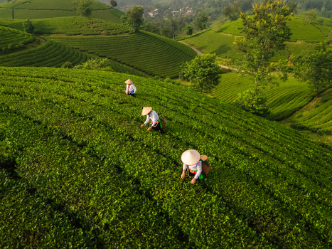Aerial view of Long Coc Tea Hill with farmers wearing conical hats harvesting tea leaves on the lush green terraced hills of Long Coc Phu Tho Vietnam.