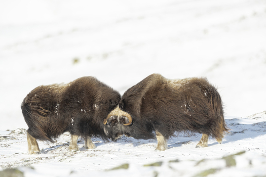 View of two muskoxen head butting in the snow in Dovrefjell National Park Norway. View of two muskoxen head butting in the snow in Dovrefjell National Park Norway.