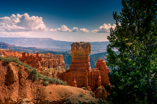 View of Bryce Canyon National Park featuring iconic red rock hoodoos a pine tree in the foreground and distant mountains under a blue sky in Utah United States.
