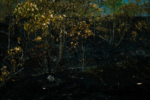 View of the volcanic landscape featuring scorched trees and dark ash covered ground in Kintamani Bali Indonesia.