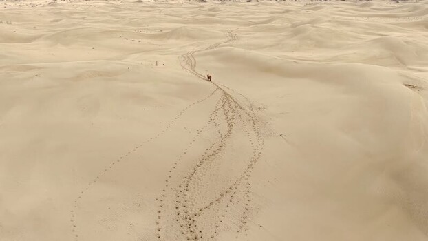 Aerial view of a camel walking across sand dunes Kazakhstan. Aerial view of a camel walking across sand dunes Kazakhstan.