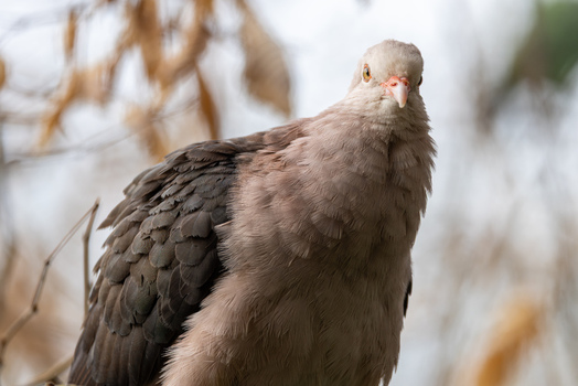 View of a pigeon perched on a branch with soft bokeh background and dry autumn leaves Mulhouse Grand Est France.