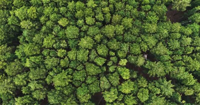 Aerial view of dense green forest canopy in Vallombrosa Italy. Aerial view of dense green forest canopy in Vallombrosa Italy.