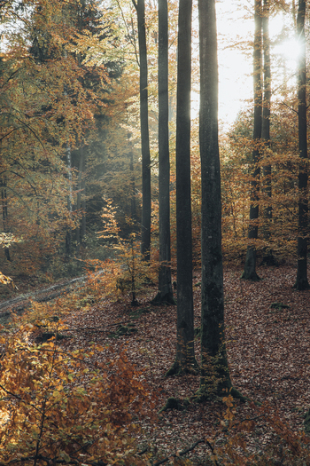 View of a beech forest in autumn with tall trees golden foliage and sunlight filtering through the canopy in Krakow Lesser Poland Voivode Poland. View of a beech forest in autumn with tall trees golden foliage and sunlight filtering through the canopy in Krakow Lesser Poland Voivode Poland.