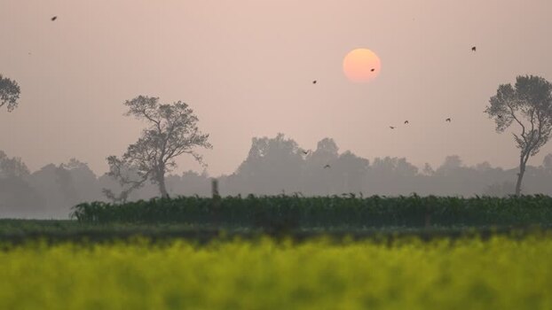 View of sunset over rural fields with birds in Bogura Bangladesh. View of sunset over rural fields with birds in Bogura Bangladesh.