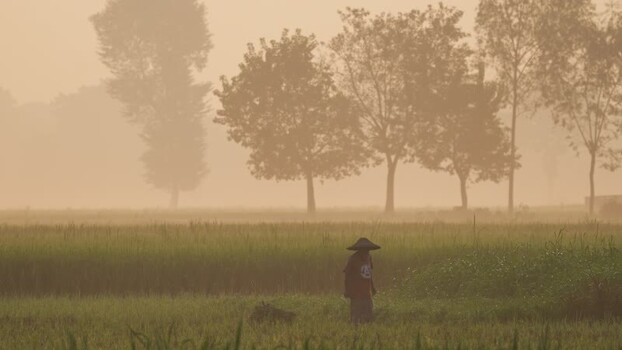 View of a farmer in a misty rice field in Bogura Bangladesh.