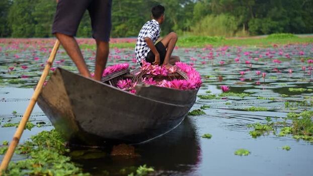 View of men on a wooden boat harvesting pink water lilies Bangladesh. View of men on a wooden boat harvesting pink water lilies Bangladesh.