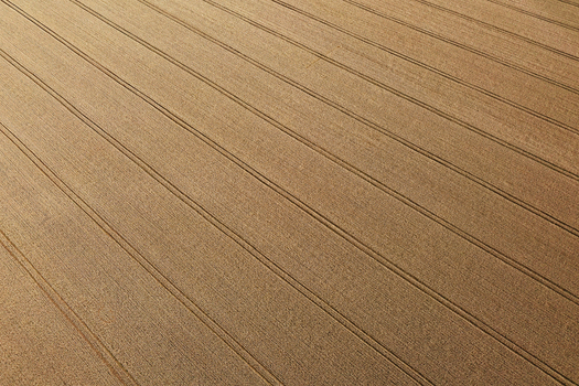 Aerial view of sun drenched golden wheat field with parallel tracks etched across the land highlighting the textures and patterns of agriculture Chyhyryns kyi district Cherkasy Oblast Ukraine. Aerial view of sun drenched golden wheat field with parallel tracks etched across the land highlighting the textures and patterns of agriculture Chyhyryns kyi district Cherkasy Oblast Ukraine.