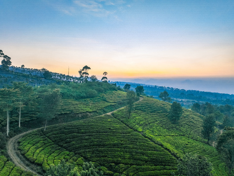 Aerial view of Goalpara Tea Park featuring lush green tea plantations on rolling hills a winding dirt path and trees under a sunrise sky in Kecamatan Sukaraja Jawa Barat Indonesia. Aerial view of Goalpara Tea Park featuring lush green tea plantations on rolling hills a winding dirt path and trees under a sunrise sky in Kecamatan Sukaraja Jawa Barat Indonesia.