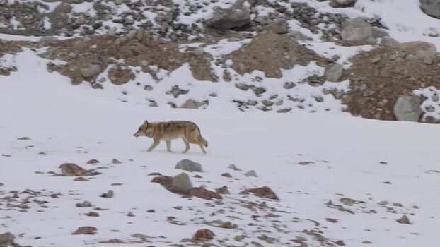 View of a wild canid in Khunjerab National Park Pakistan.