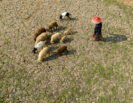 Aerial view of a shepherdess in a vibrant red hat tending to her flock on the cracked parched earth Sirajganj Rajshahi Division Bangladesh. Aerial view of a shepherdess in a vibrant red hat tending to her flock on the cracked parched earth Sirajganj Rajshahi Division Bangladesh.