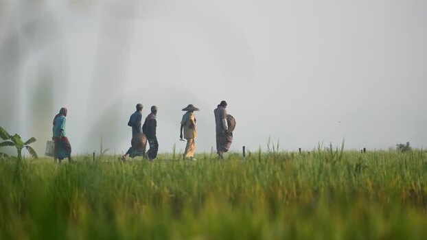 View of farmers walking through green fields in Bogura Bangladesh.