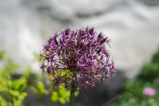 View of a vibrant purple allium flower in full bloom with star shaped petals in a garden in Looe Cornwall United Kingdom. View of a vibrant purple allium flower in full bloom with star shaped petals in a garden in Looe Cornwall United Kingdom.