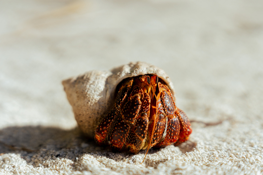 View of a hermit crab emerging from its shell on the sandy beach of Aitutaki Cook Islands. View of a hermit crab emerging from its shell on the sandy beach of Aitutaki Cook Islands.
