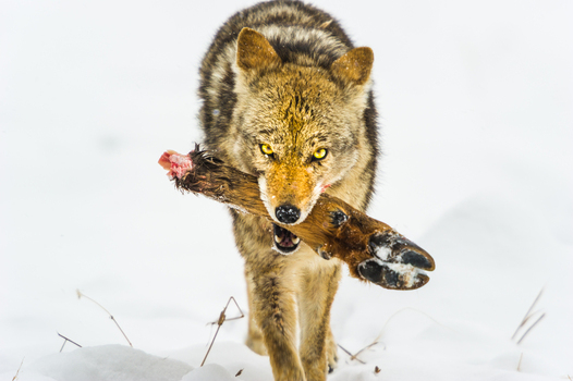 View of a coyote carrying a deer leg in the snow at Yellowstone National Park in the United States.