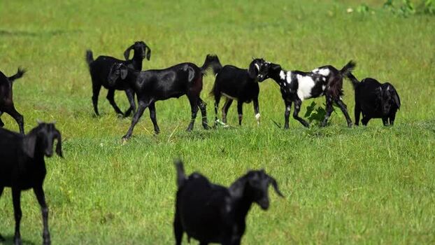 View of a herd of goats grazing in a green field Bangladesh. View of a herd of goats grazing in a green field Bangladesh.