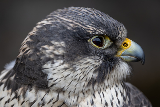 View of a close up profile of a peregrine falcon with detailed plumage and sharp gaze in Selestat Grand Est France.