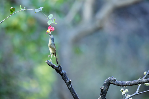View of a small bird perched on a branch delicately reaching for a vibrant pink flower against a soft blurred backdrop of green foliage Yunnan China.