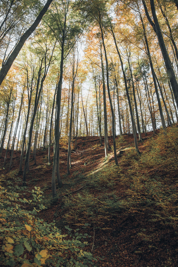View of a forest during autumn with tall trees golden foliage and a ground covered in fallen leaves in Poland. View of a forest during autumn with tall trees golden foliage and a ground covered in fallen leaves in Poland.