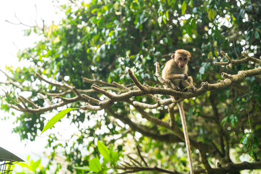 View of a toque macaque monkey perched on a tree branch amidst dense green leaves Dambulla Central Province Sri Lanka.