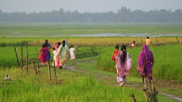 View of people walking through green rice fields in Bogura Bangladesh.