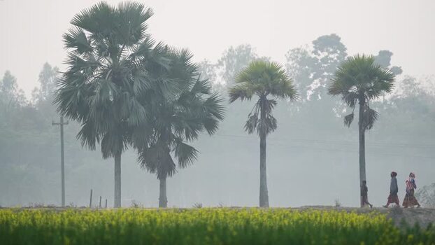 View of people walking past palm trees in misty Bogura Bangladesh. View of people walking past palm trees in misty Bogura Bangladesh.