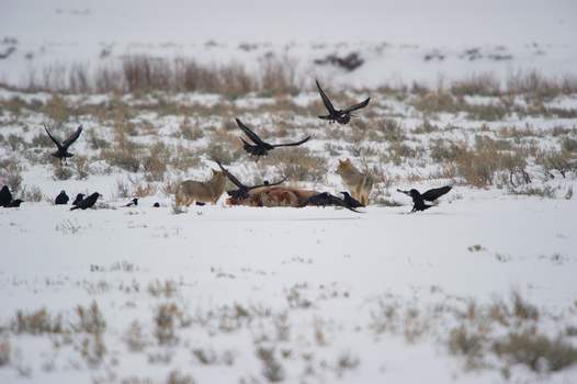 View of coyotes scavenging on a carcass in a snowy landscape with ravens flying overhead in Yellowstone National Park United States.