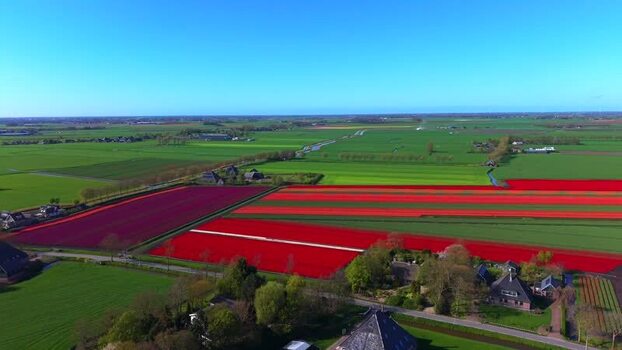 Aerial view of colorful tulip fields and rural landscape Netherlands. Aerial view of colorful tulip fields and rural landscape Netherlands.