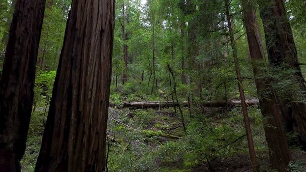 Aerial view of redwood trees in a dense forest United States. Aerial view of redwood trees in a dense forest United States.