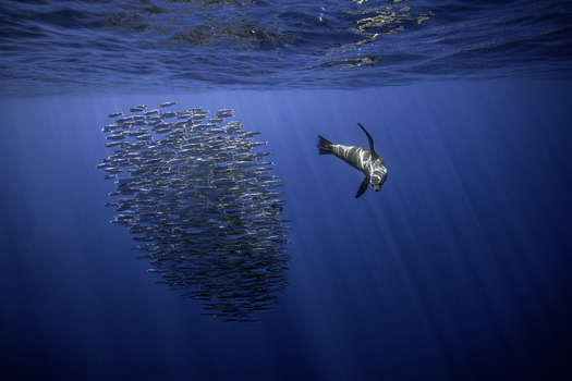 View of a sea lion swimming towards a large bait ball of sardines in deep blue water with sunbeams at Magdalena Bay Mexico.